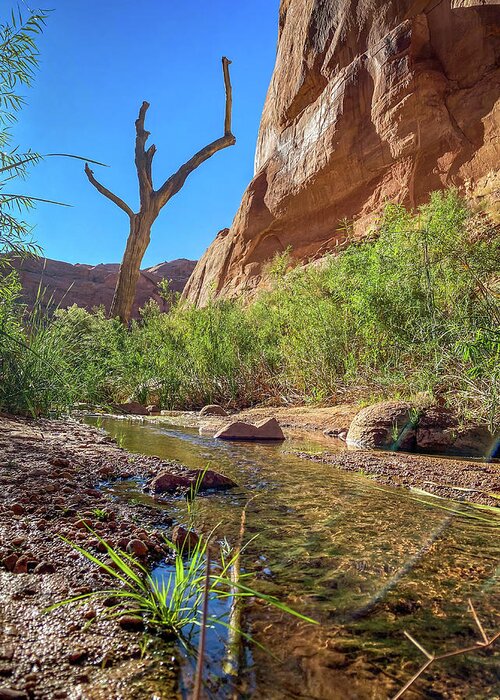Lake Powell Greeting Card featuring the photograph Dead tree in West Canyon by Bradley Morris
