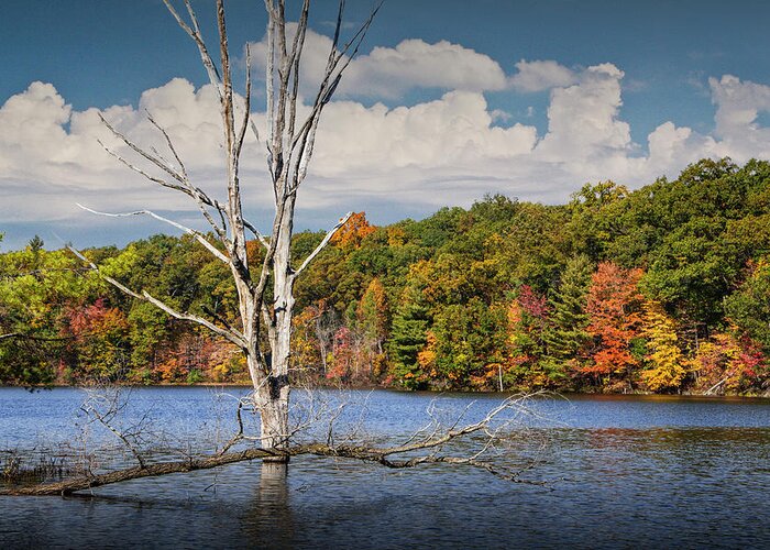 Beautiful Greeting Card featuring the photograph Dead Tree Stickup on Hall Lake by Randall Nyhof