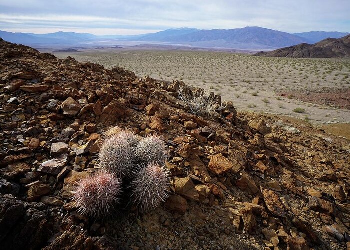 Hell’s Gate Greeting Card featuring the photograph Death Valley Tough by Brett Harvey