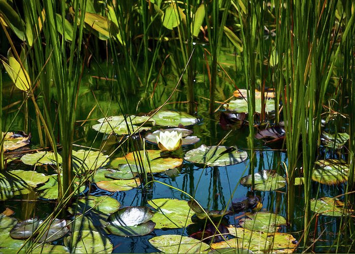 Water Lily Greeting Card featuring the photograph Deep in the Lily Pond by Bonnie Follett