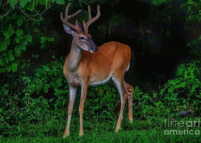 Deer Greeting Card featuring the photograph Deer Sighting by Shelia Hunt