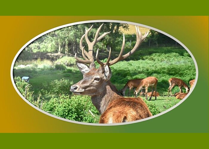 Deer Greeting Card featuring the photograph Deer with Antlers by Nancy Ayanna Wyatt