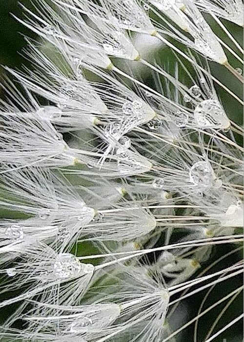 Dandelion Greeting Card featuring the photograph Delicate Flare by Kimberly Furey