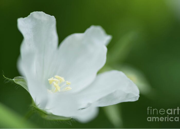 Bloom Greeting Card featuring the photograph Delicate White Blossom by Nancy Gleason