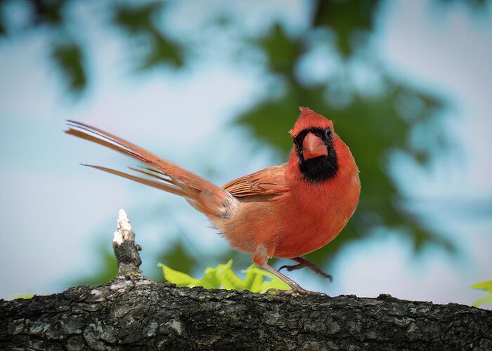 Male Cardinal Greeting Card featuring the photograph Demanding Cardinal by Lee Manns