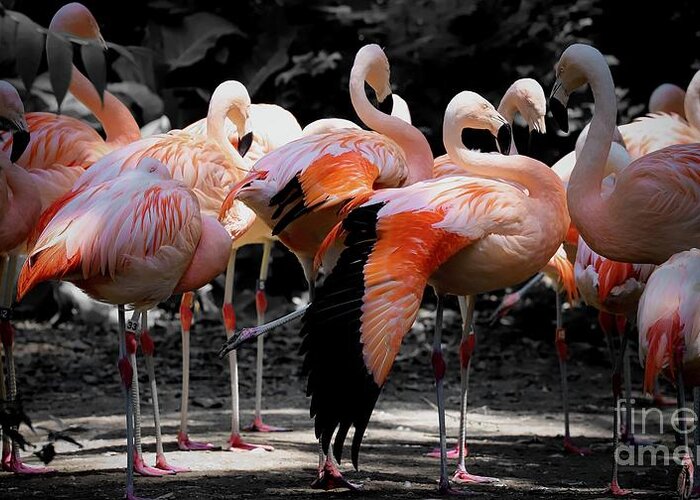 Flamingo Greeting Card featuring the photograph Denver Zoo Flamingo by Veronica Batterson