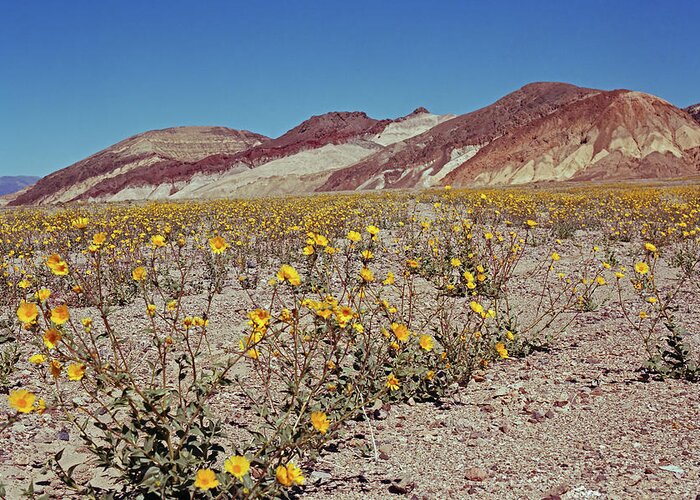 Tom Daniel Greeting Card featuring the photograph Desert Gold Super Bloom by Tom Daniel