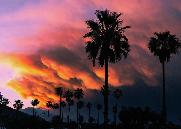Vivid Greeting Card featuring the photograph Desert Monsonial Sky, Palm Tree Silhouette by Bonnie Colgan