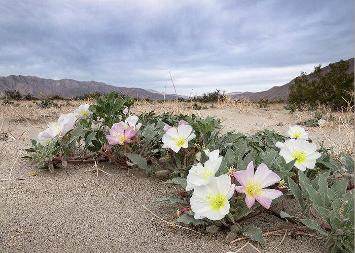San Diego Greeting Card featuring the photograph Desert Primroses at Anza Borrego State Park by William Dunigan