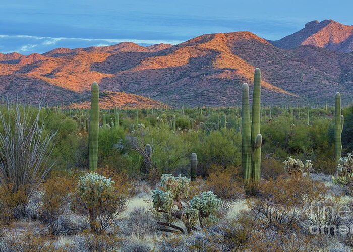 Landscape Greeting Card featuring the photograph Desert Sunset II by Seth Betterly