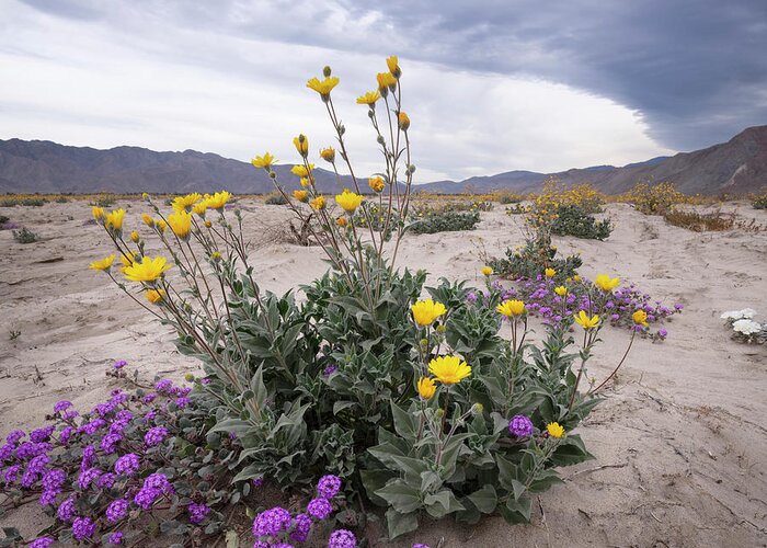 San Diego Greeting Card featuring the photograph Desert Verbena Underneath a Sunflower in the Borrego Desert by William Dunigan