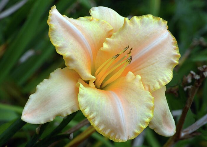 Daylily Greeting Card featuring the photograph Desirable Daylily. by Terence Davis