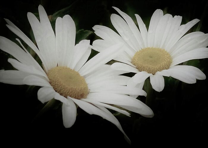 White Daisy Greeting Card featuring the photograph Dew Drop Daisies by Christina McGoran
