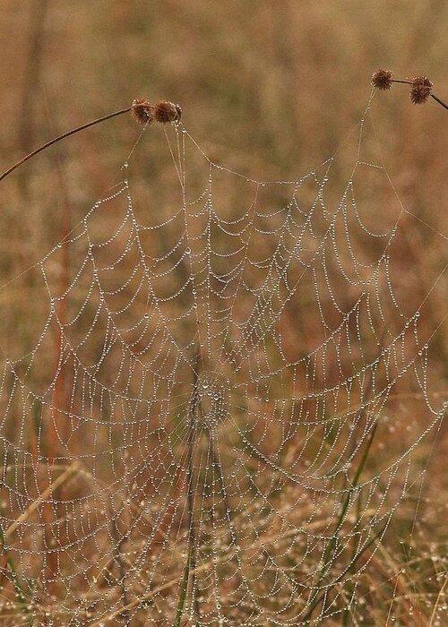 Spiderweb Greeting Card featuring the photograph Dewdrop Spiderweb by Paul Rebmann