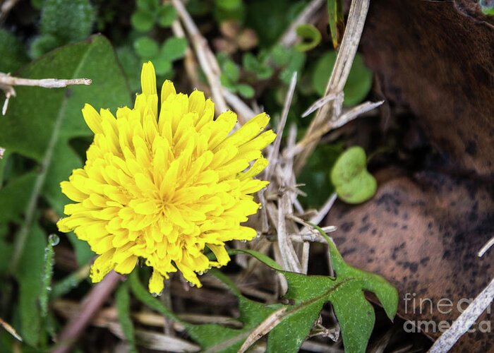 Closeup Greeting Card featuring the photograph Dewy Diamond Dandelion 11 of 12 by Cheryl McClure
