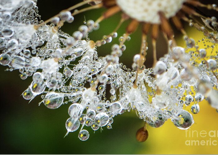 Closeup Greeting Card featuring the photograph Dewy Diamond Dandelion 6 of 12 by Cheryl McClure