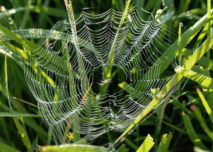 Spider Greeting Card featuring the photograph Dewy Spider Web by Phil And Karen Rispin