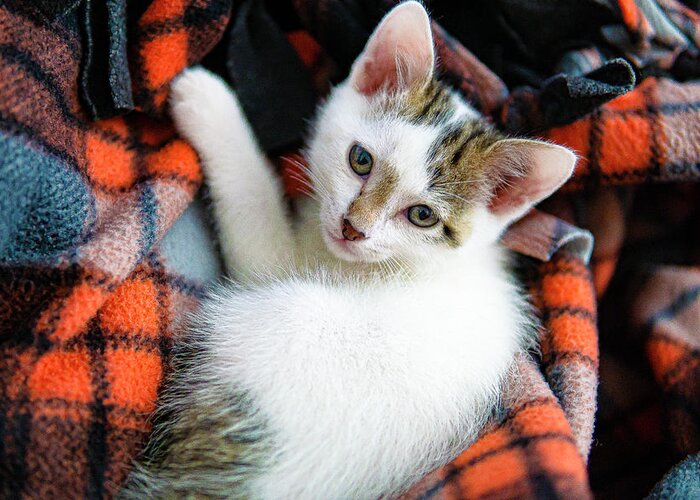 Dexter Kitten White Red Plaid Adorable Blanket Relaxed Cute Greeting Card featuring the photograph Dexter - Our New Adorable Kitten by David Morehead