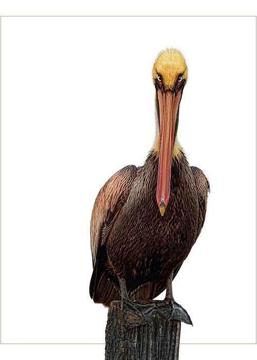 Pelican Greeting Card featuring the digital art Disapproving Pelican by Brad Barton