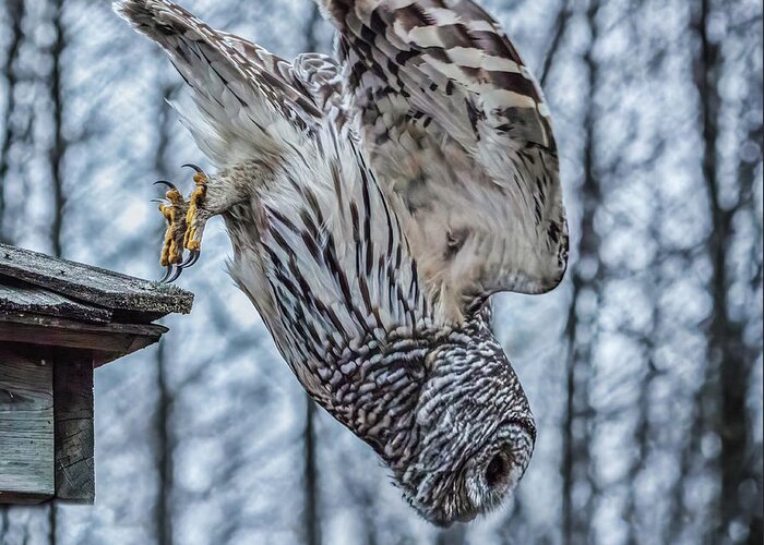 Barred Owl Greeting Card featuring the photograph Dive by Brad Bellisle