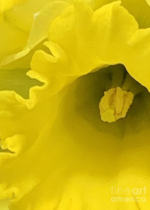 Daffodil Greeting Card featuring the photograph Divinely Golden by Tiesa Wesen
