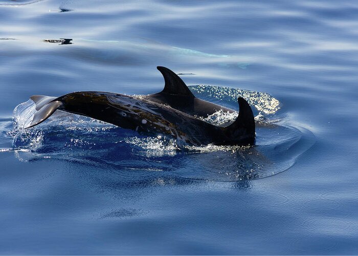 Pilot Whale Greeting Card featuring the photograph Diving Together by Josu Ozkaritz
