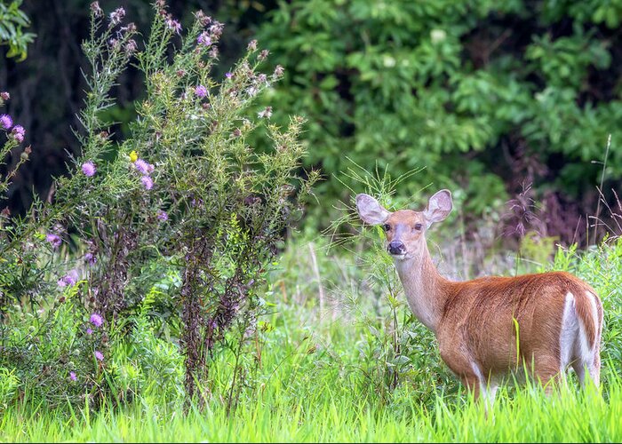 Whitetail Deer Greeting Card featuring the photograph Doe in Field of Giant Ironweed by Susan Rissi Tregoning