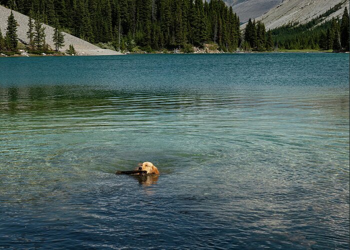 Dog Greeting Card featuring the photograph Dog in Elbow Lake, Alberta by Phil And Karen Rispin