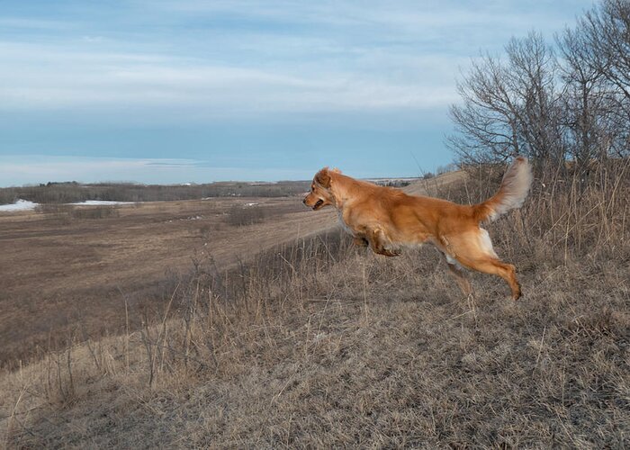 Leap Greeting Card featuring the photograph Dog Leaping Down A Hill by Karen Rispin