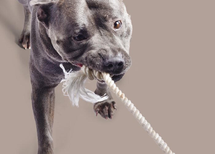 Dogs Greeting Card featuring the photograph Dog pulling on rope by Jorgo Photography