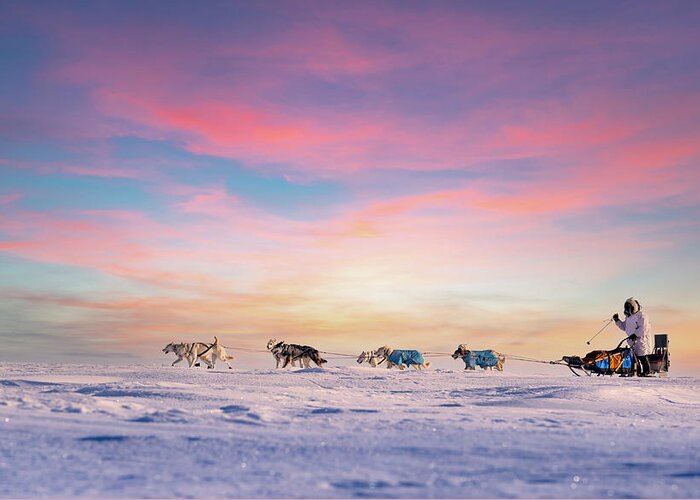 Sunset Greeting Card featuring the photograph Dog Sled Team at Sunset by Scott Slone