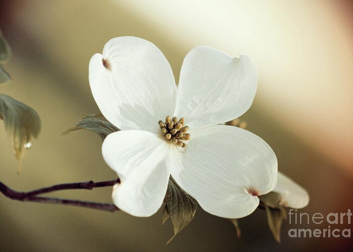 Dogwood; Dogwood Blossom; Blossom; Flower; Vintage; Macro; Close Up; Petals; Green; White; Calm; Horizontal; Leaves; Tree; Branches Greeting Card featuring the photograph Dogwood in Autumn Hues by Tina Uihlein