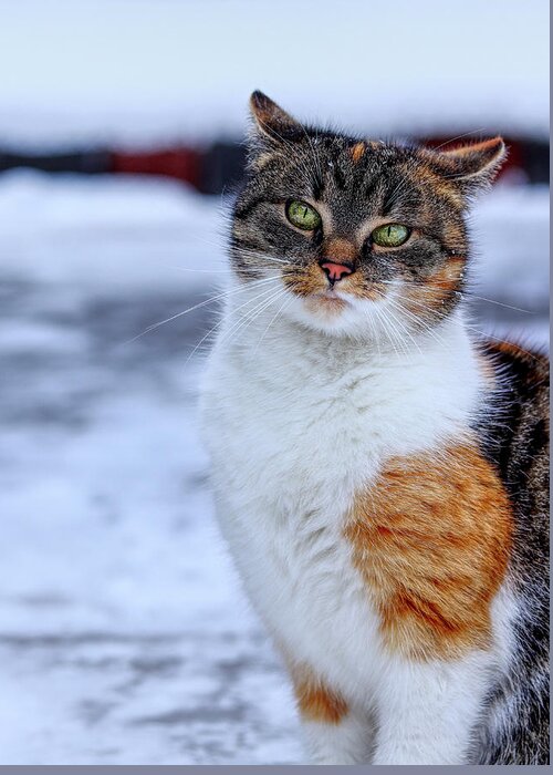 Liza Greeting Card featuring the photograph Domestic self-important kitten standing in snow. Arrogant cat face look at camera. Snooty face. Look like a boss. Felis catus show us whole her beauty by Vaclav Sonnek