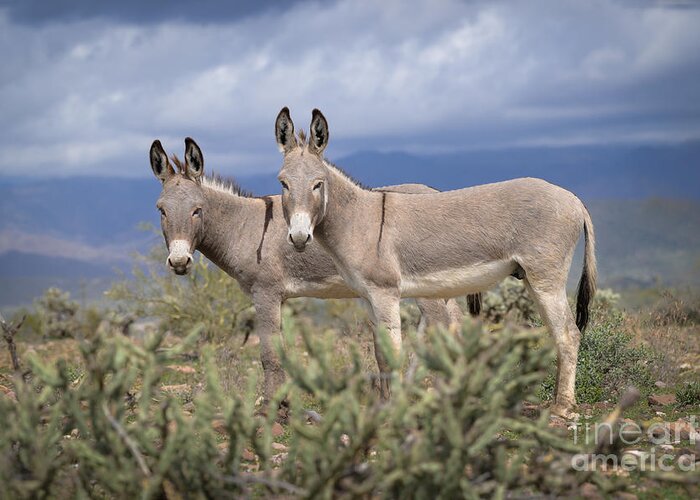Burro Greeting Card featuring the photograph Double Eee Ha by Lisa Manifold