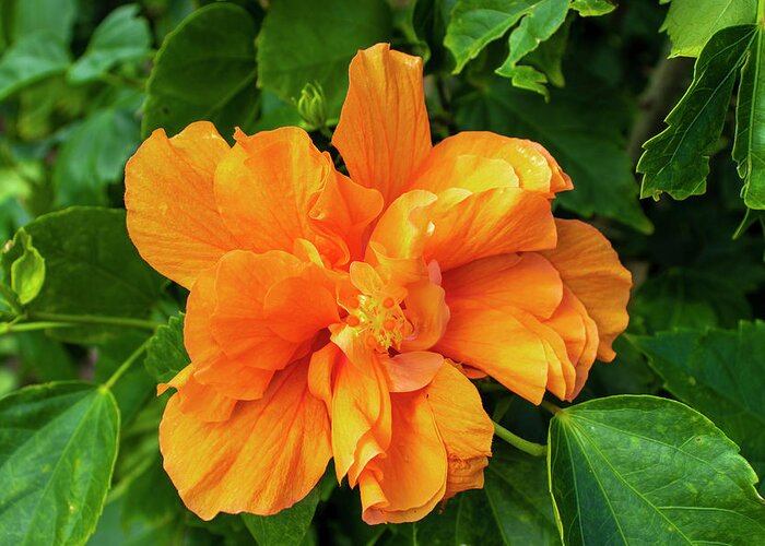 Hibiscus Greeting Card featuring the photograph Double Orange Hibiscus Flower by Blair Damson