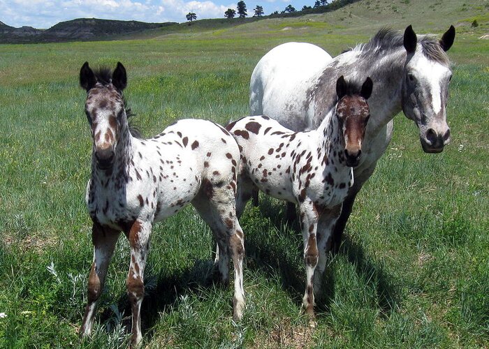 Appaloosa Greeting Card featuring the photograph Double Trouble by Katie Keenan