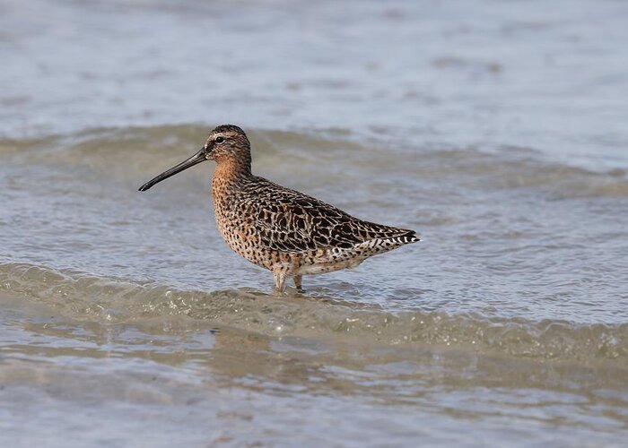 Dowitcher Greeting Card featuring the photograph Dowitcher by Mingming Jiang