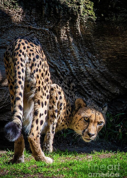 Animals Greeting Card featuring the photograph Down-low Cheetah by David Levin