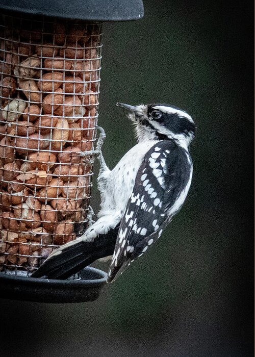 2019 Greeting Card featuring the photograph Downy Woodpecker 1 by Gerri Bigler