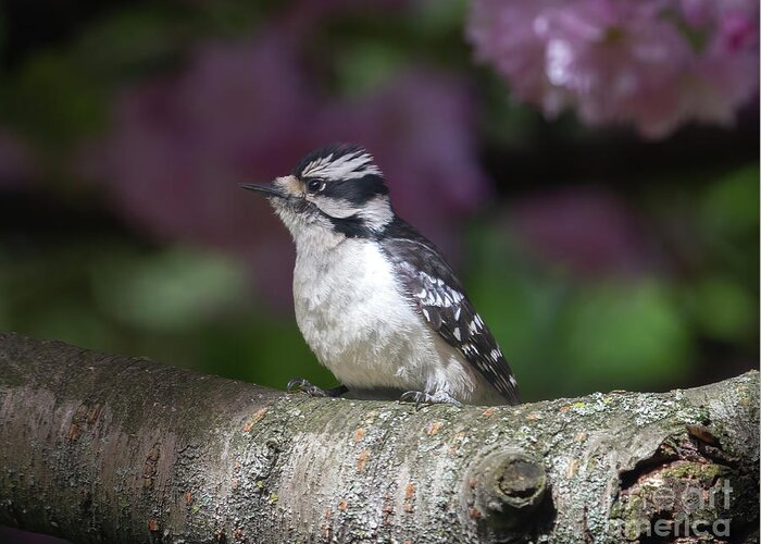Woodpecker Greeting Card featuring the photograph Downy Woodpecker Posing by Chris Scroggins