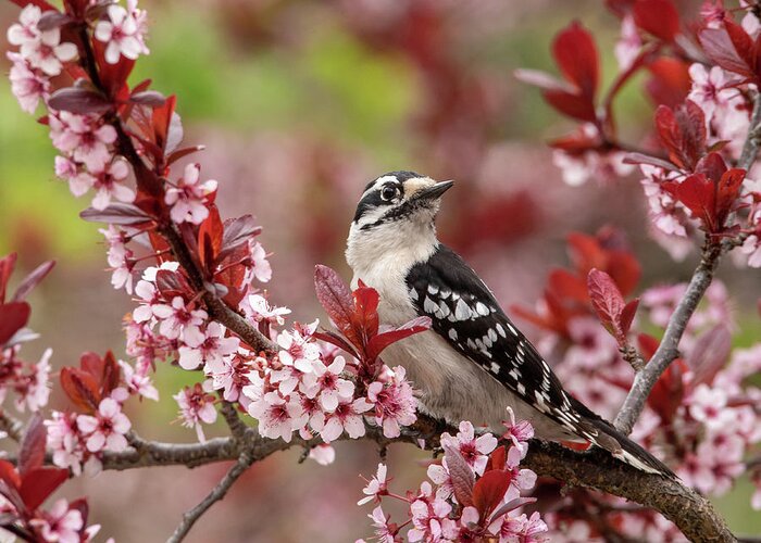 Downy Woodpecker Greeting Card featuring the photograph Downy Woodpecker With Blossoms by Lara Ellis