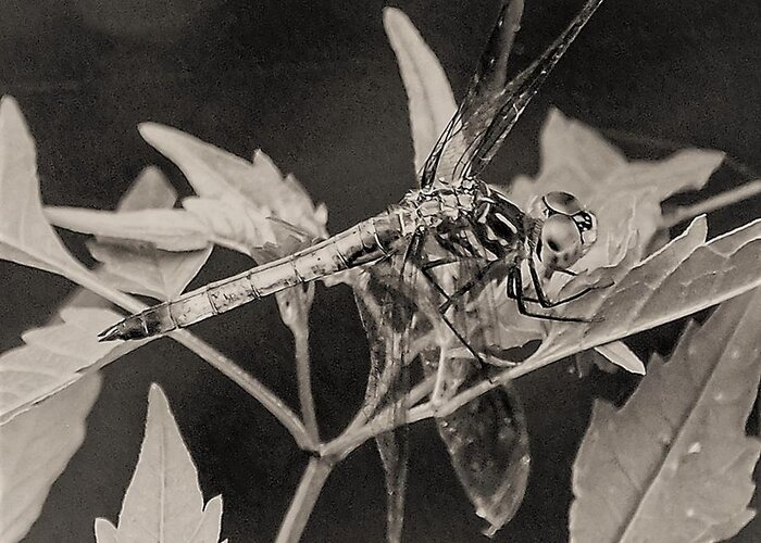 Dragon Fly Leaves Close Black White Greeting Card featuring the photograph Dragon Fly by John Linnemeyer