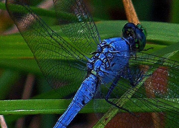 Dragonfly Greeting Card featuring the photograph Dragonfly 2 by Julie Grace