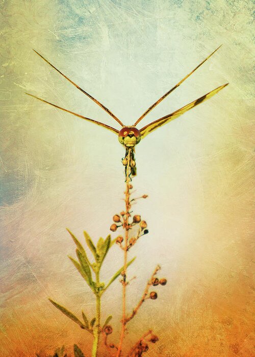 Dragonfly Greeting Card featuring the photograph Dragonfly by Carolyn Hutchins