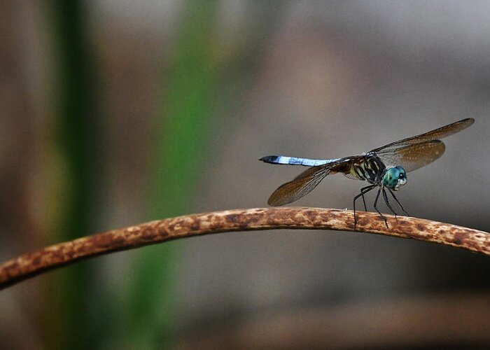 Photo Greeting Card featuring the photograph Dragonfly by Evan Foster