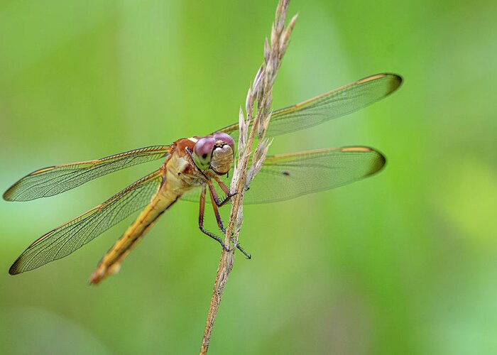 Dragonfly Greeting Card featuring the photograph Dragonfly in the Croatan National Forest - North Carolina by Bob Decker