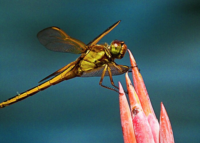 Dragonfly Greeting Card featuring the photograph Dragonfly Resting by Bill Barber