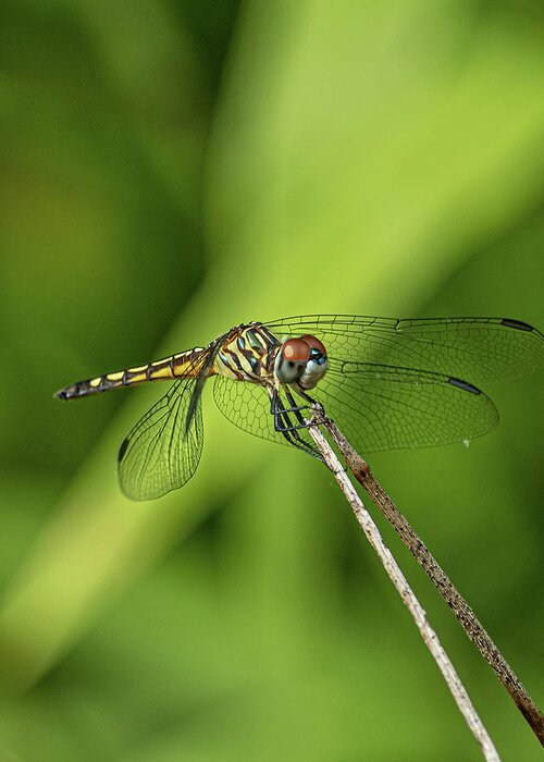Wing Greeting Card featuring the photograph Dragonfly by Rick Nelson