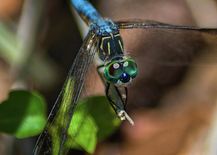 Insect Greeting Card featuring the photograph Dragonfly Spirit by Portia Olaughlin