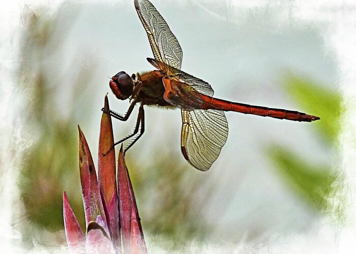 Dragonfly Greeting Card featuring the photograph Dragonfly with vignette by Bill Barber